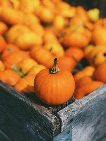 pumpkin photo