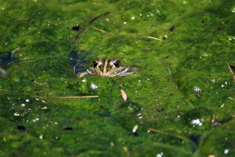 swamp slime