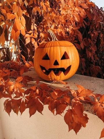 jack o lantern photo