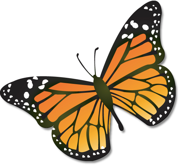 Butterfly clipart