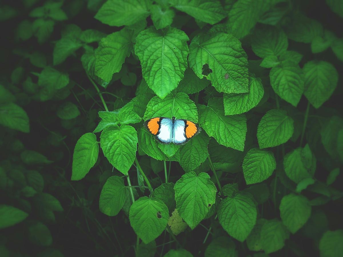 butterfly photo