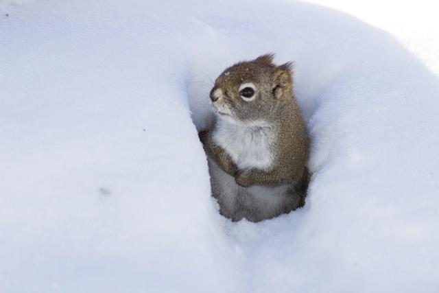 Squirrel snow burrow